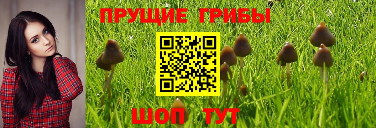 Галлюциногенные грибы GOLDEN TEACHER  Богородицк 